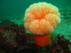 Photo of Metridium farcimen
